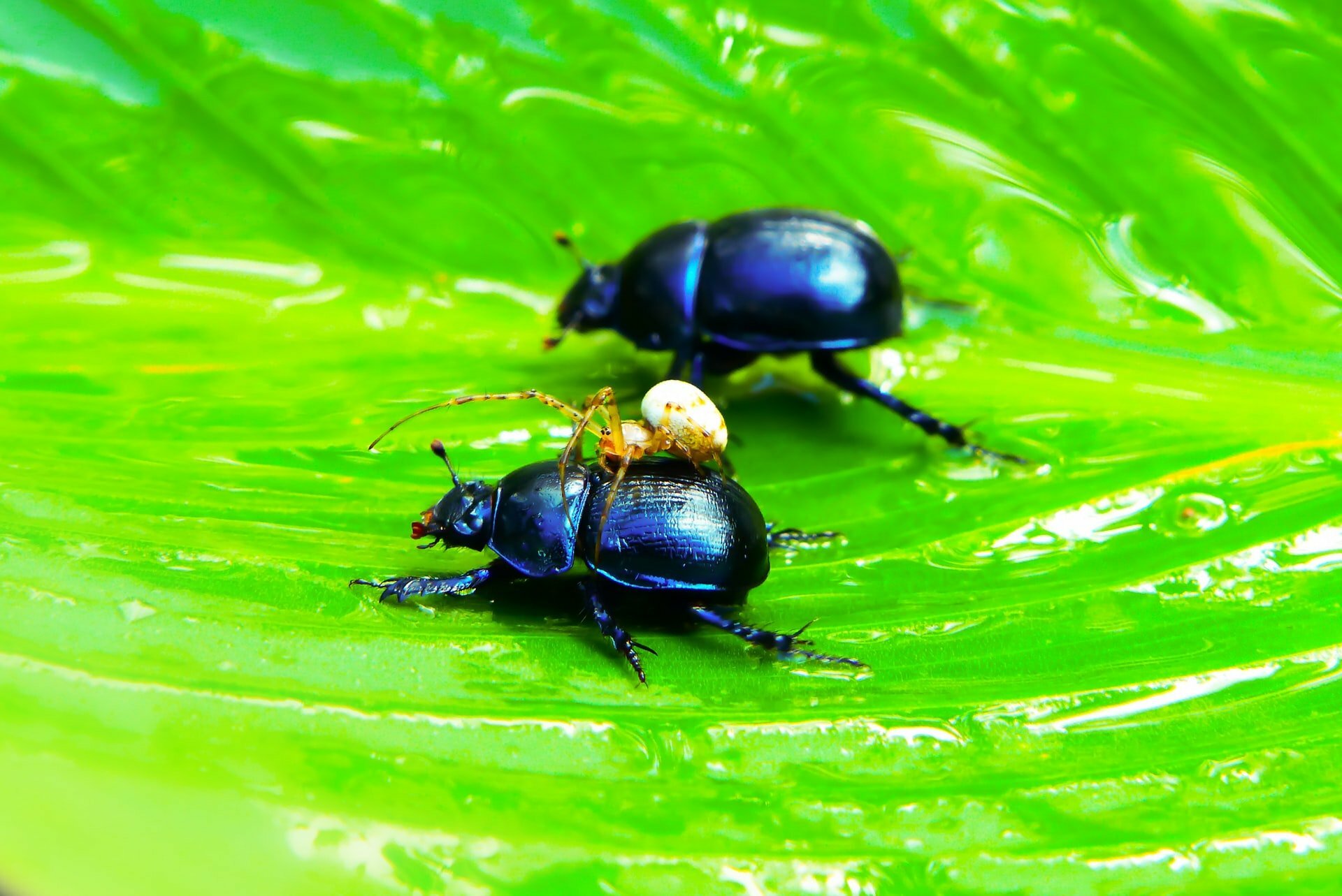 a black bug on a leaf