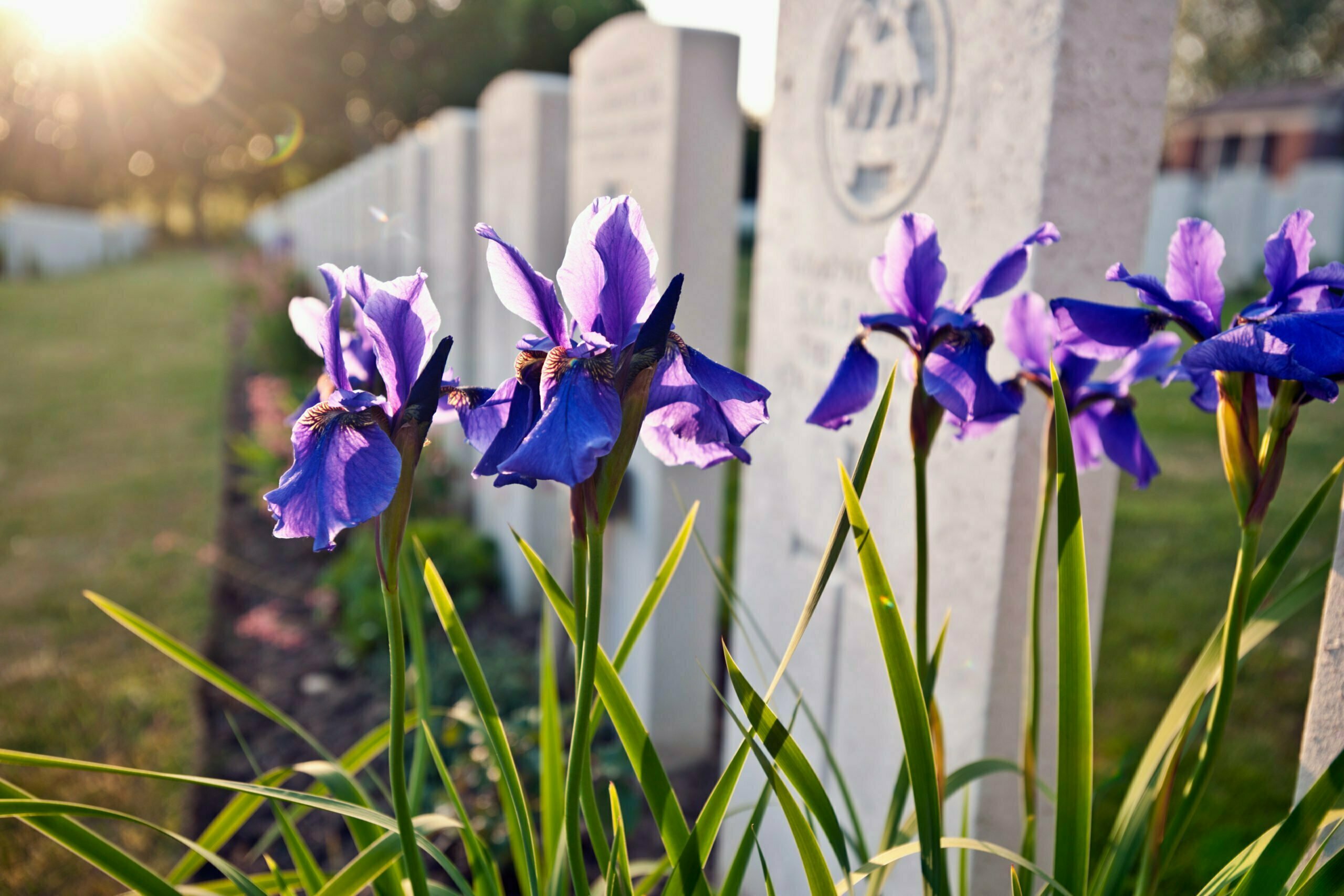 Close up of flowers growing on grave